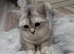 Silver - Scottish Fold Cat For Sale - Cleveland&comma; OH&comma; US