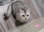 Silver - Scottish Fold Cat For Sale - Cleveland&comma; OH&comma; US