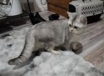 Silver - Scottish Fold Cat For Sale - Cleveland&comma; OH&comma; US