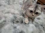 Silver - Scottish Fold Cat For Sale - Cleveland&comma; OH&comma; US