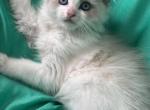 SnowBall Male V face Radgoll - Ragdoll Kitten For Sale - 