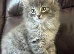 Mix Siberian - Siberian Kitten For Adoption - Auburn&comma; WA&comma; US