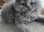 Midnight - Persian Kitten For Sale - NJ&comma; US