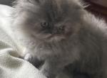 Buffy - Persian Kitten For Sale - OH&comma; US