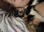 Mochi - American Shorthair Kitten For Adoption - Dawsonville&comma; GA&comma; US