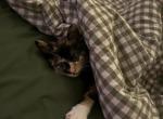 Mochi - American Shorthair Cat For Adoption - Dawsonville&comma; GA&comma; US