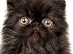 Black boy - Persian Kitten For Sale - Clay&comma; PA&comma; US