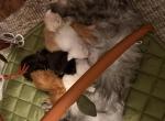 June - Maine Coon Kitten For Sale - Sedalia&comma; MO&comma; US