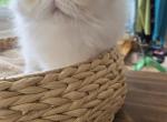 White Odd Eyes Persian Male - Persian Kitten For Sale - Brooklyn&comma; NY&comma; US