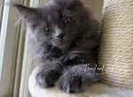 Maximus Blue Maine coon - Maine Coon Kitten For Sale - Villa Rica&comma; GA&comma; US