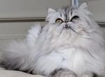 Smoked tabby - Persian Kitten For Sale - Gladstone&comma; VA&comma; US