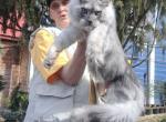 Timian - Maine Coon Kitten For Sale - 