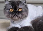 Black smoke - Persian Kitten For Sale - Gladstone&comma; VA&comma; US