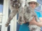 Nord - Maine Coon Cat For Sale - Las Vegas&comma; NV&comma; US