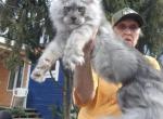 Titan - Maine Coon Kitten For Sale - Las Vegas&comma; NV&comma; US