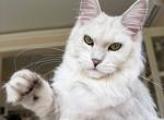 Olimpia - Maine Coon Kitten For Sale - Las Vegas&comma; NV&comma; US