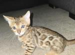 Glitter bengals - Bengal Kitten For Sale - Meridian&comma; ID&comma; US
