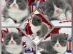 Nittany Health Tested CFA - Exotic Kitten For Sale - 