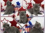 Simeon Health Tested CFA - Exotic Kitten For Sale - FL&comma; US
