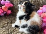 Betty - Exotic Kitten For Sale - 