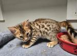 Spring Bengal Kitten - Bengal Kitten For Sale - VA&comma; US