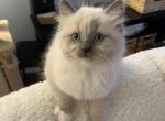 ON HOLD Jasper - Ragdoll Kitten For Sale - 