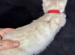 Snow White Bengals - Bengal Kitten For Sale - Huntington Beach&comma; CA&comma; US