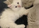ON HOLD George - Ragdoll Kitten For Sale - 