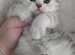 Flynn - Scottish Straight Kitten For Sale - 