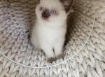 White Scottish female kitten - Scottish Straight Kitten For Sale - Tacoma&comma; WA&comma; US