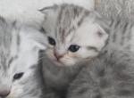 Charming - Scottish Fold Kitten For Sale - 