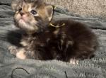 Yellow female - Maine Coon Kitten For Sale - 