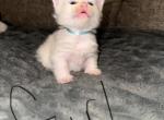 LightBlueFemale - Maine Coon Kitten For Sale - Montrose&comma; PA&comma; US