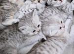 Belle - Scottish Straight Kitten For Sale - 