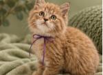 Purple Collar Male TICA Registered  Ragdoll - Ragdoll Kitten For Sale - PA&comma; US