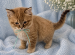 Aqua Collar TICA Registered Male Cheribum Ragdoll - Ragdoll Kitten For Sale - PA&comma; US