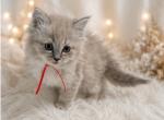 Red Collar TICA Registered Ragdoll Female - Ragdoll Kitten For Sale - PA&comma; US