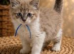 Blue Collar TICA Registered Male Cheribum Ragdoll - Ragdoll Kitten For Sale - PA&comma; US