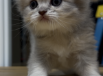 Graoooi - Scottish Fold Kitten For Sale - Fairview&comma; NJ&comma; US