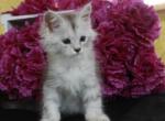 Jasmine - Maine Coon Kitten For Sale - IN&comma; US