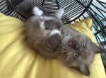 Grace - Ragdoll Kitten For Sale - Corona&comma; CA&comma; US