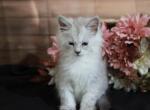 Grace - Maine Coon Kitten For Sale - IN&comma; US