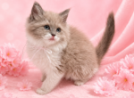 White Collar TICA Registered Cherubim Female - Ragdoll Kitten For Sale - PA&comma; US