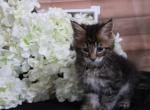 Tiger - Maine Coon Kitten For Sale - 