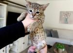 Sugar - Savannah Kitten For Sale - 