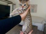 Spice - Savannah Kitten For Sale - 