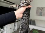 Luna - Savannah Kitten For Sale - Santa Clarita&comma; CA&comma; US
