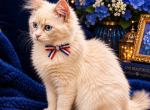 Male TICA Registered Blue Lynx Blue Eyes - Ragdoll Kitten For Sale - PA&comma; US