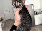Boo - Savannah Kitten For Sale - Santa Clarita&comma; CA&comma; US