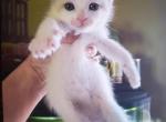 Marla - Snowshoe Kitten For Sale - Meshoppen&comma; PA&comma; US
